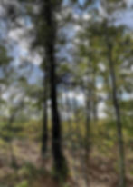 how to successfully hunt whitetails