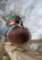 wood duck