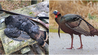 Turkey Hunting 101: A Beginner’s Guide