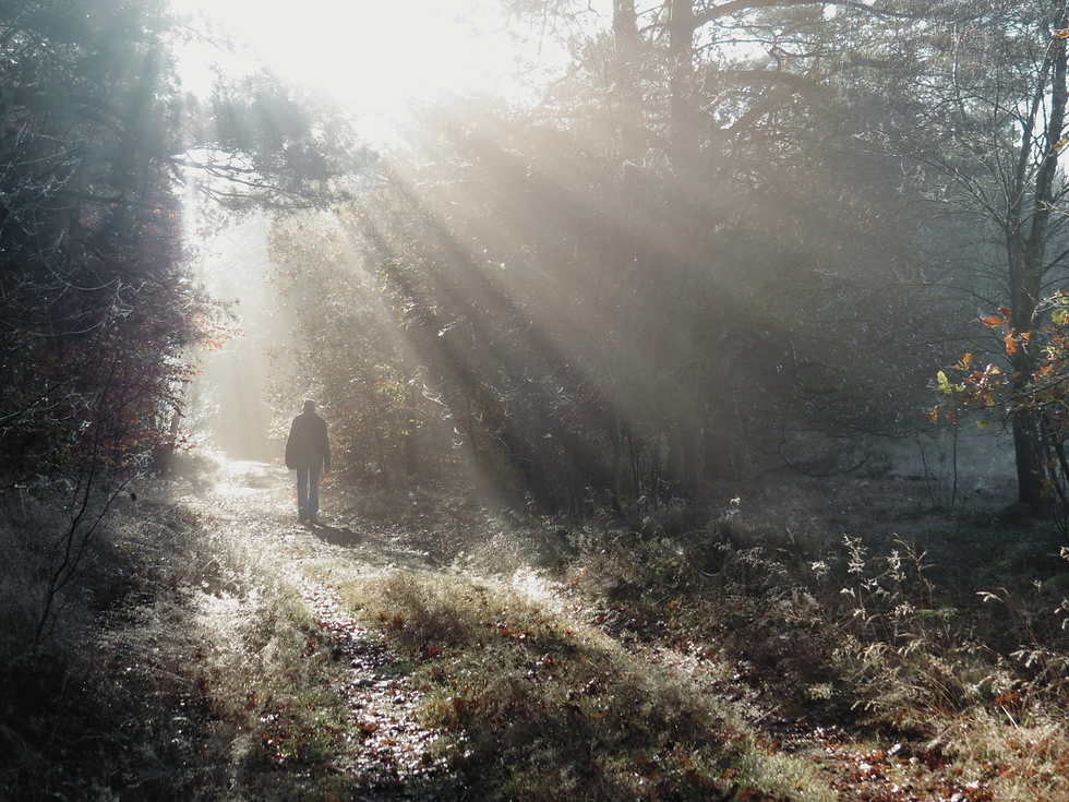 A person walking in a sunlit pathway through some woods, a contemplative walk.
