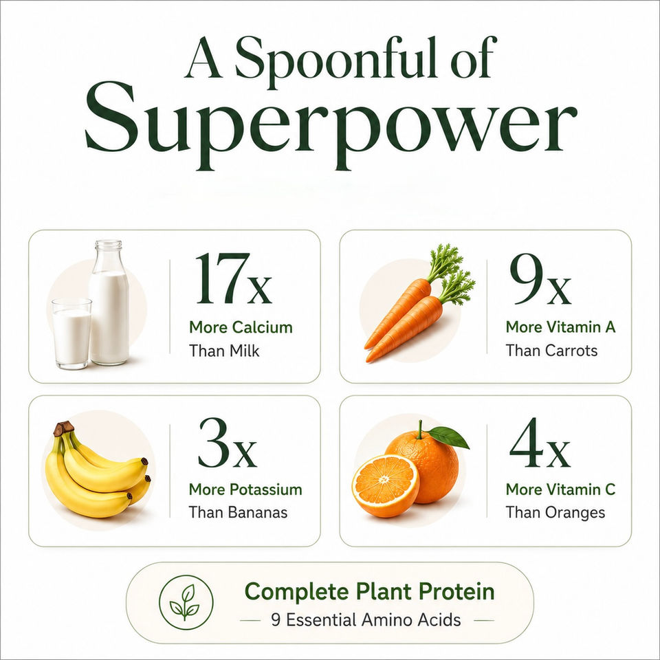 Moringa powder superfood - nature's superpower for energy and immunity