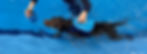 Chocolate Labrador swimming during hydrotherapy session at Bowesfield Hydrotherapy near Dover, Kent, wearing blue flotation jacket