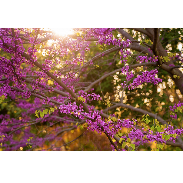 Lilac blossom close up