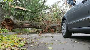 tree blocking road