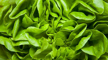 Lettuce