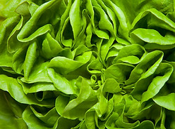 Lettuce
