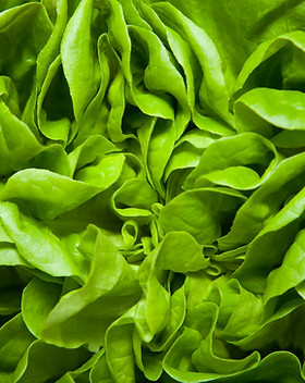 Lettuce
