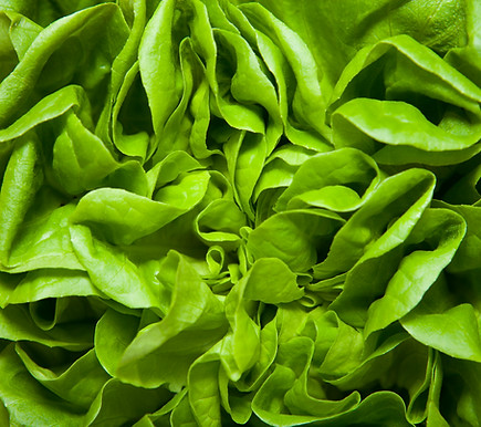 Lettuce