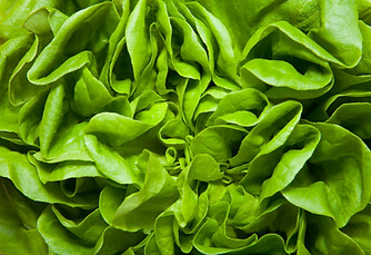 Lettuce