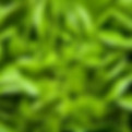 Fresh salads with roots attached