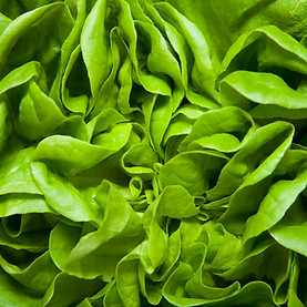 Lettuce