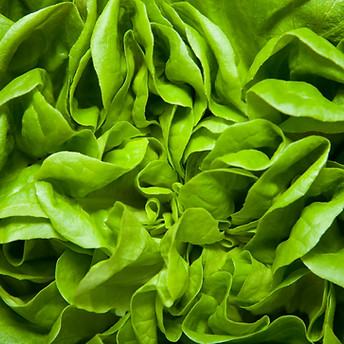 Lettuce