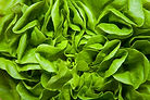 Lettuce