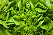 Lettuce