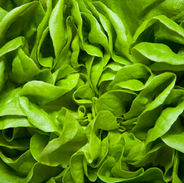 Lechuga