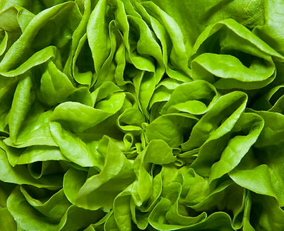 Lettuce