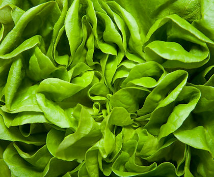 Lettuce