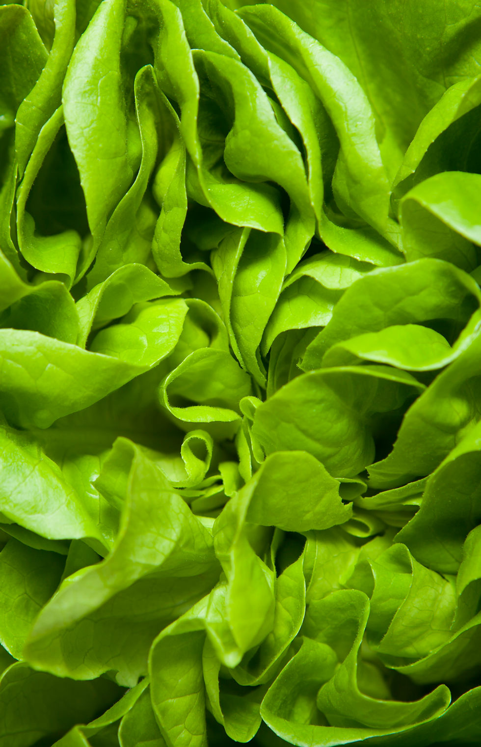 Lettuce
