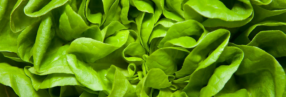 Lettuce