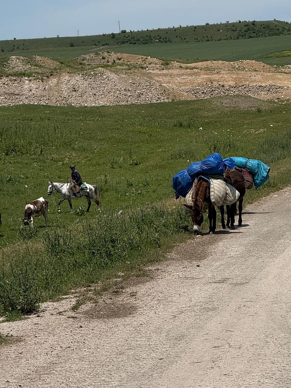 Sheep and Goat herders use Horses to herd their stock.