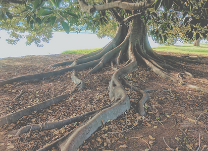 Root into safety, awareness and connection. (2).png