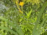 Volunteers Needed: Help Us Dig Invasive Yellow Flag Iris