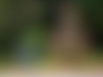 Empezaron los preparativos para noche buena con precios elevados