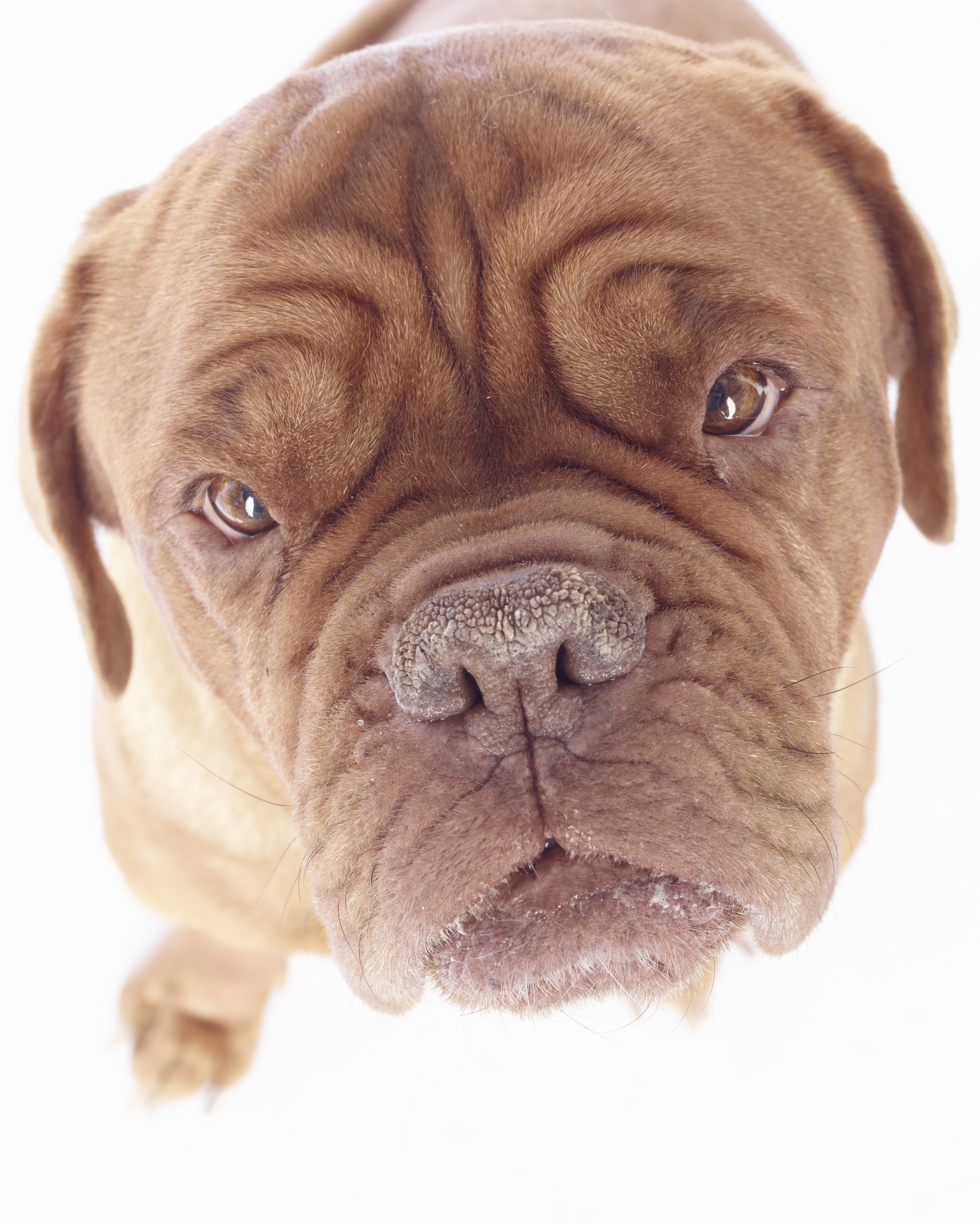 Dogs by Bilderwerk
