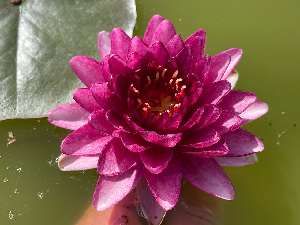 Thumbnail: Anantachai