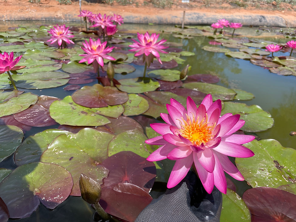 Thumbnail: Thai Delight