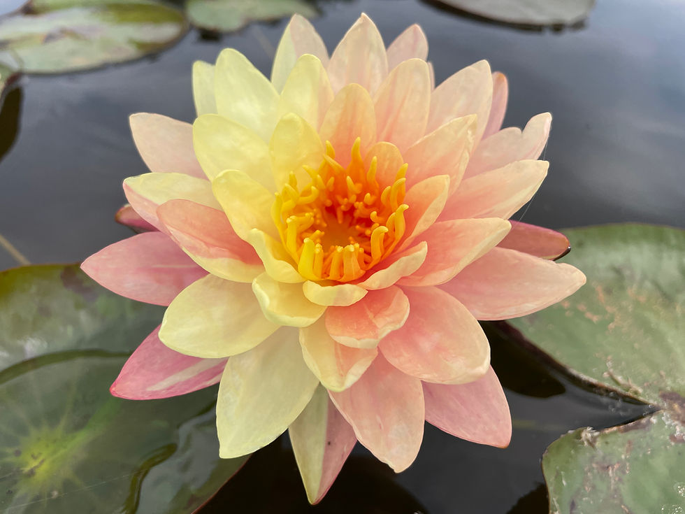 ★ごりぴか Herlipto Water Lily Garden 2025年最新】water lily garden knit dressの人気アイテム