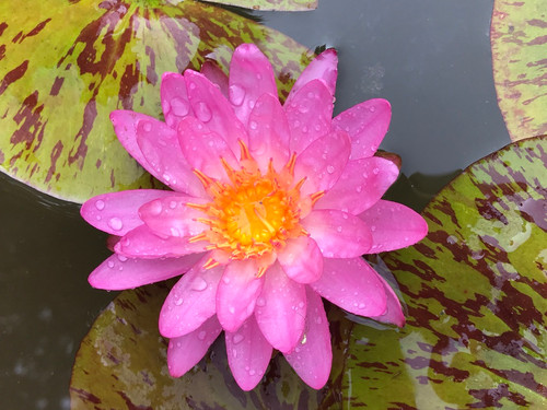【stina未使用新品M】water flower pink×pink Sanguna® Mega Pink Vein | Syngenta Flowers