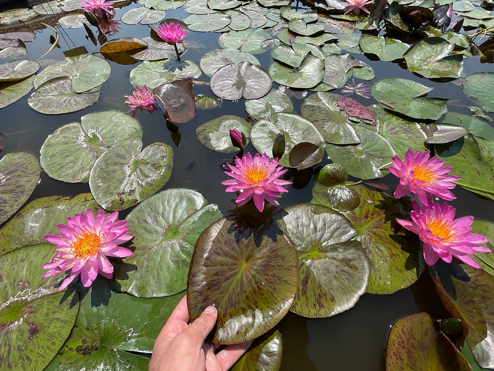 Thumbnail: Siam Pink II