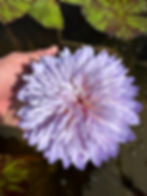 Thumbnail: Lovely Blue Tropical0