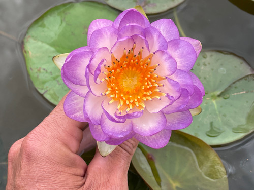 Kwantara | Aquatic Oasis Lilies