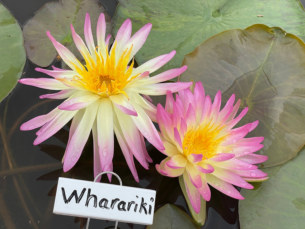 Thumbnail: Wharariki