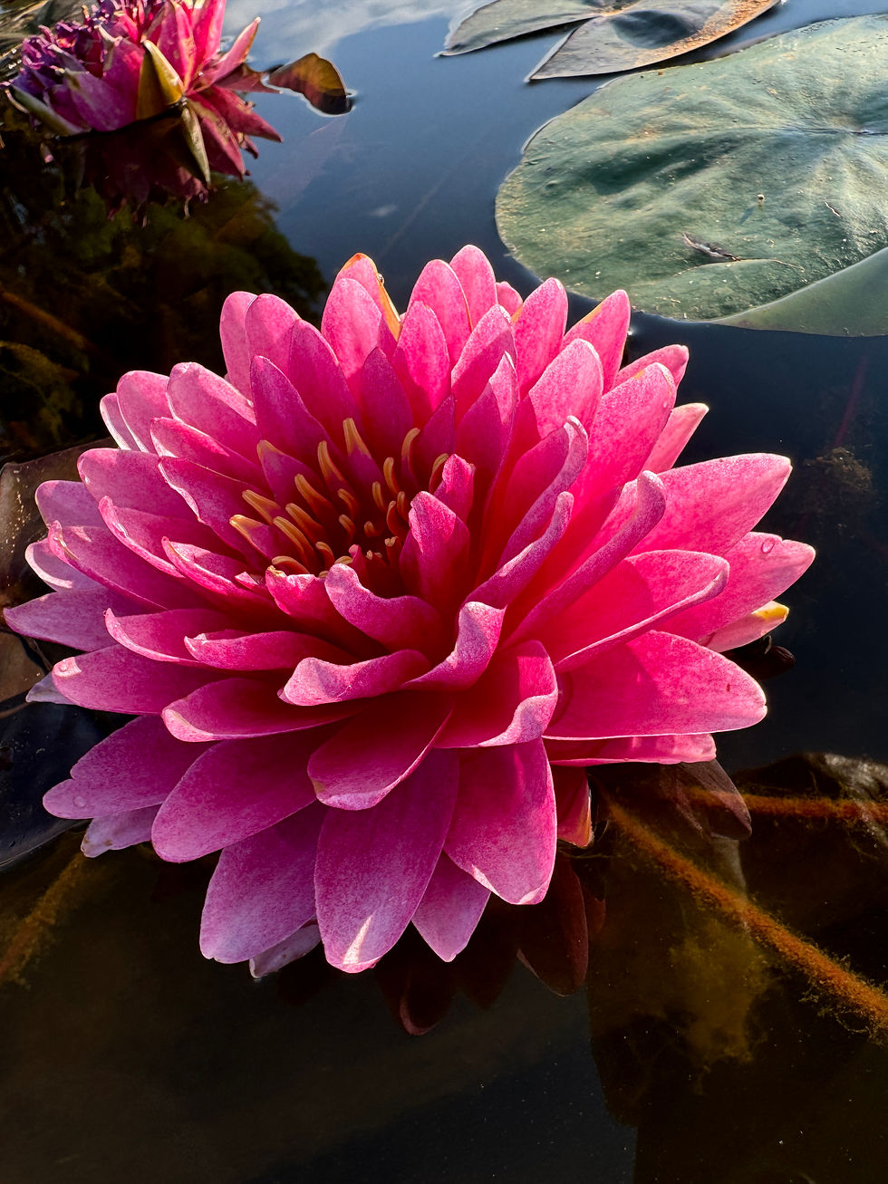 Thumbnail: Gabriel’s  Schöne