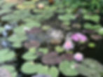 Thumbnail: Painted Lady