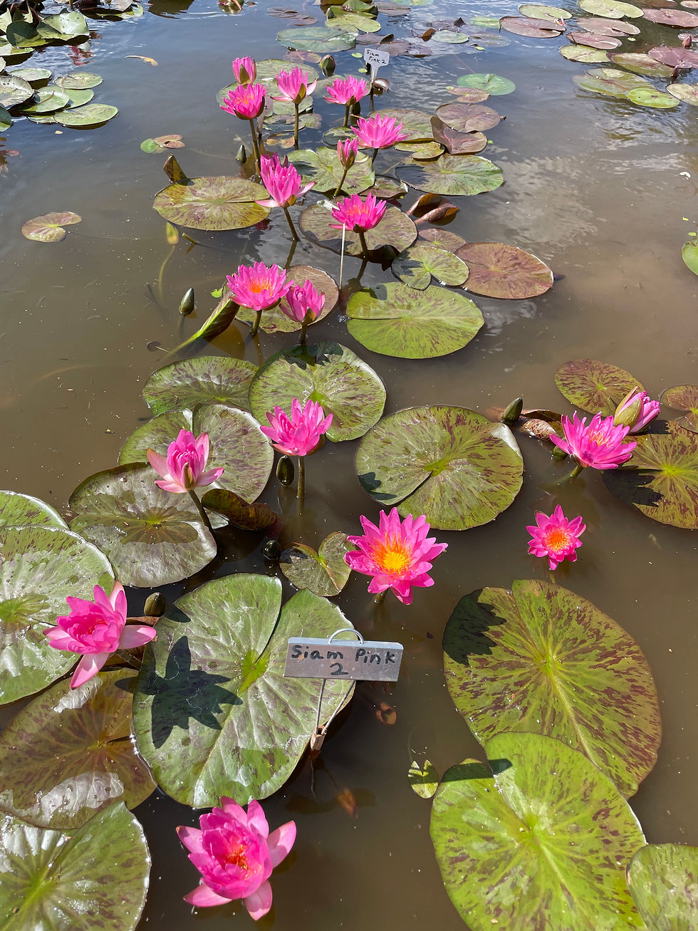 Thumbnail: Siam Pink II