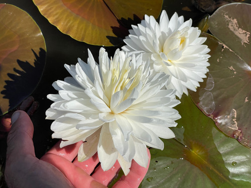 YaYa | Aquatic Oasis Lilies