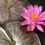 Thumbnail: Siam Purple II