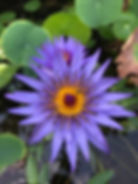 Thumbnail: Rhonda Kay     (Tropical Day Bloomer)