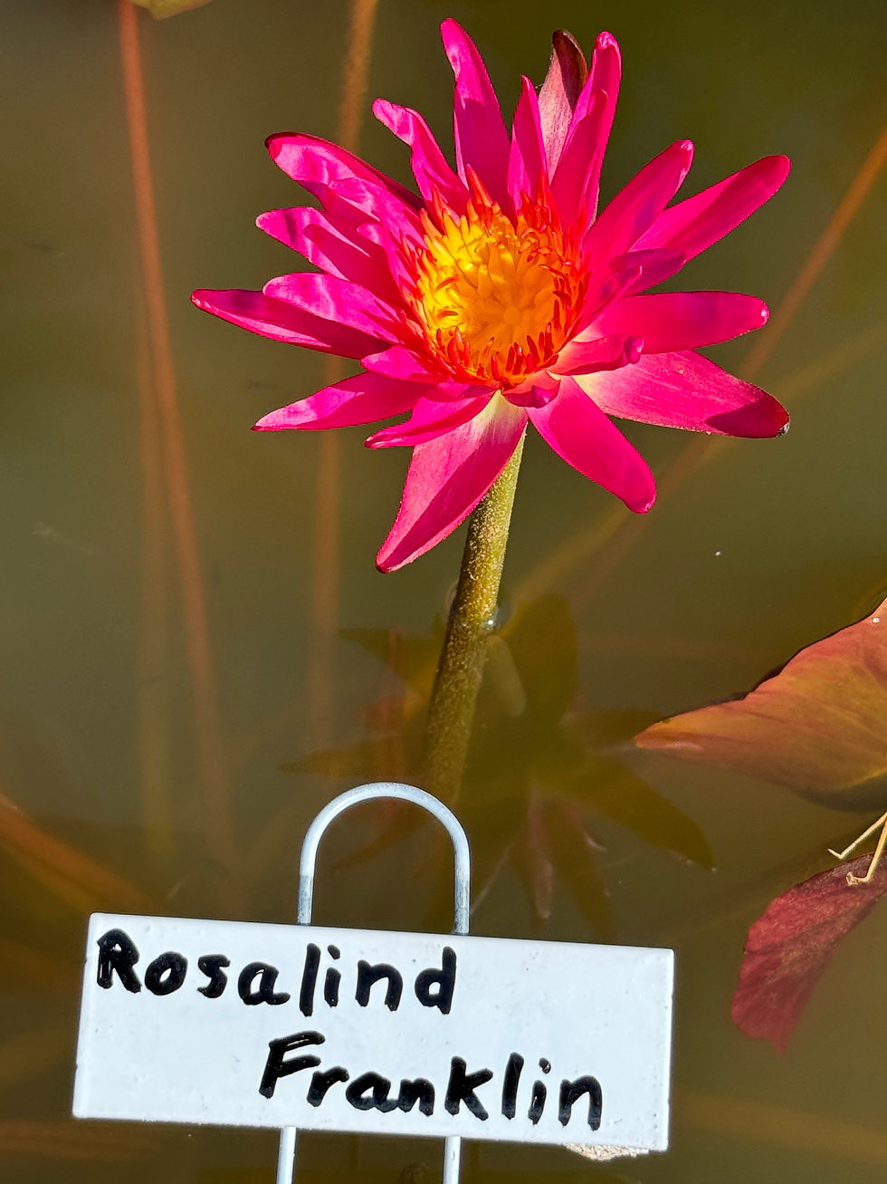 Thumbnail: Rosalind Franklin