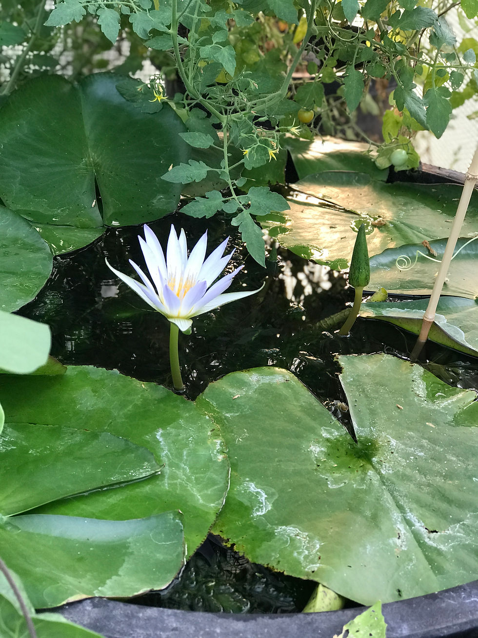 Thumbnail: Caerulea               Tropical