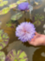 Thumbnail: Lovely Blue Tropical0