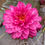Thumbnail: Pigeon Blood water lily