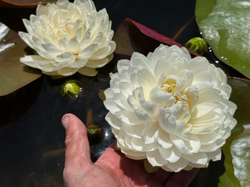 YaYa | Aquatic Oasis Lilies