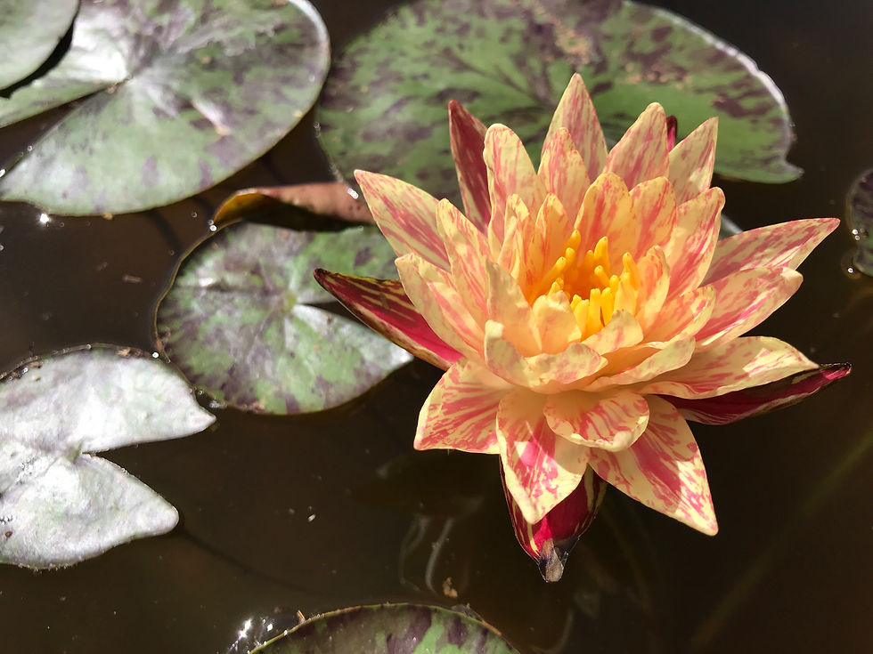 Thumbnail: Lava Walk water lily