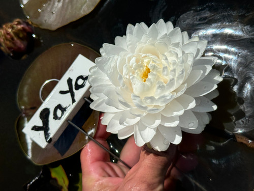 YaYa | Aquatic Oasis Lilies