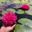 Thumbnail: Pigeon Blood water lily